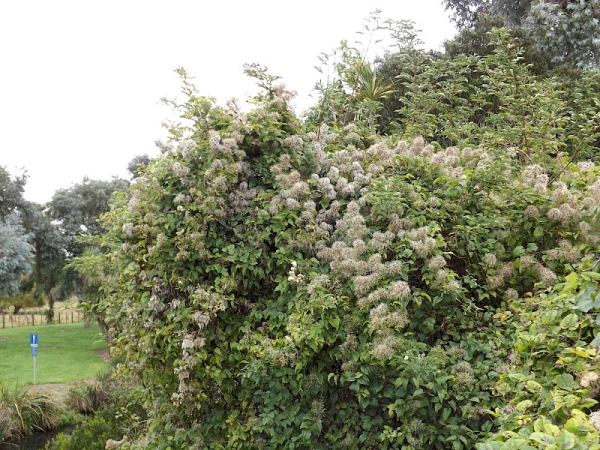 Old man's beard