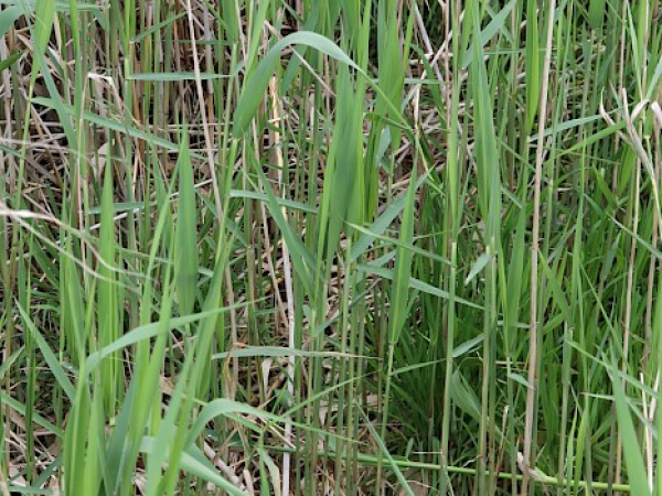 Phragmites