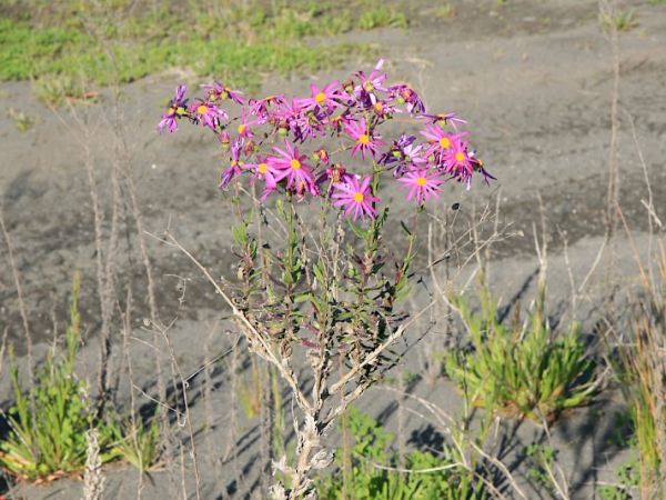 Pink ragwort
