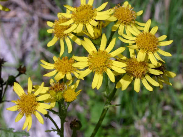 Ragwort