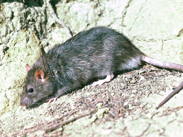 Rat