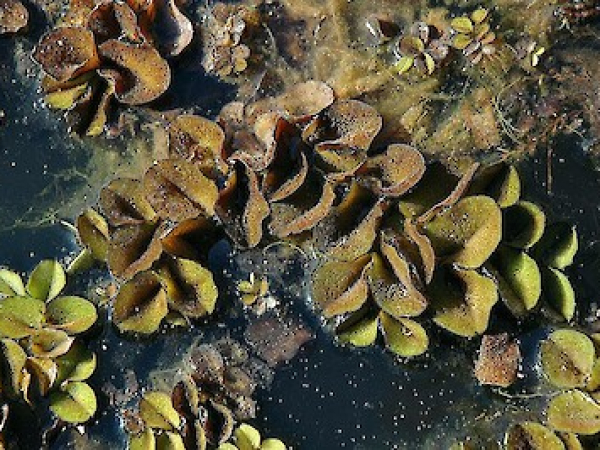 Salvinia
