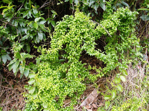 Smilax