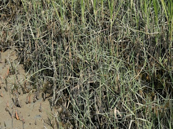 Spartina