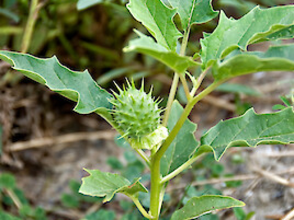 Thorn apple