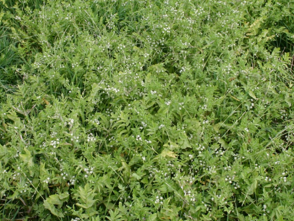 Water celery