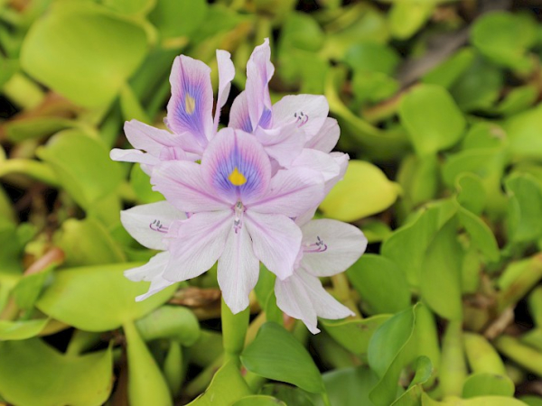 Water hyacinth