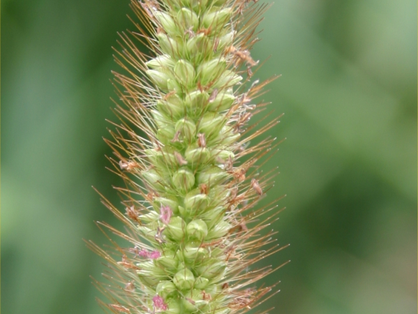 Yellow bristle grass