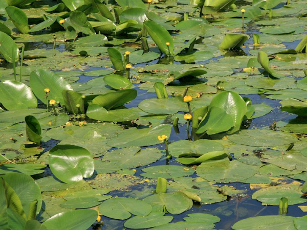 Yellow waterlily