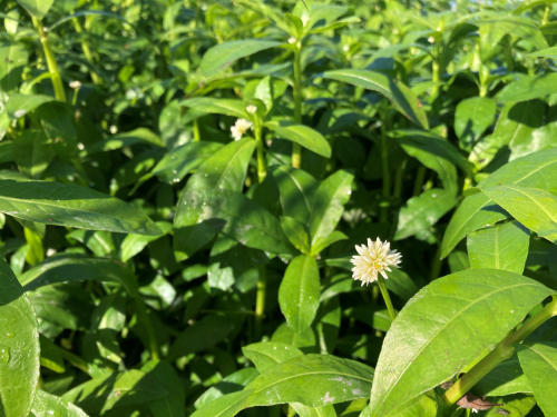 Alligator weed
