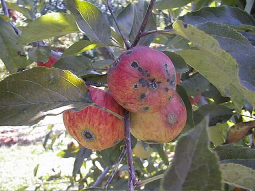 Apple black spot