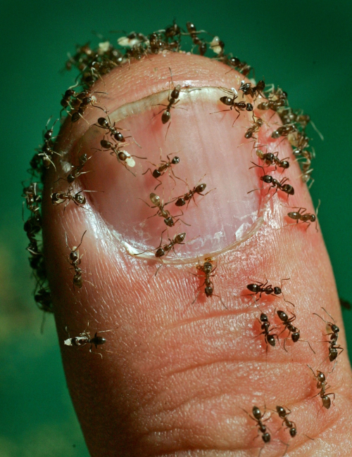 Argentine ant