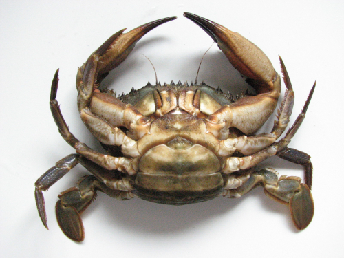 Asian paddle crab - image 