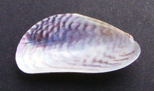 Asian date mussel - image 