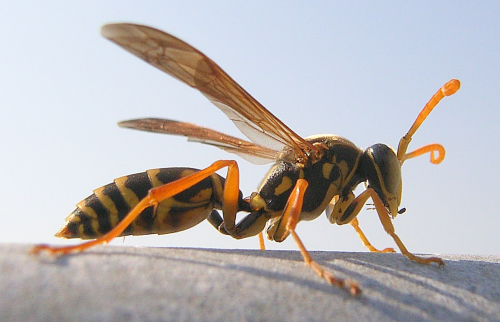 Asian paper wasp