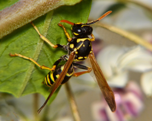 Asian paper wasp - image 1