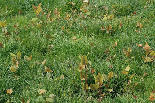 Asiatic knotweed - image 