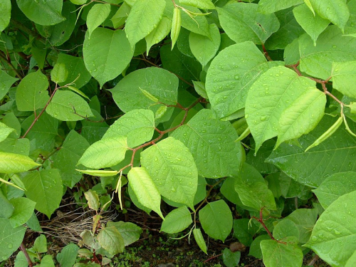 Asiatic knotweed - image 