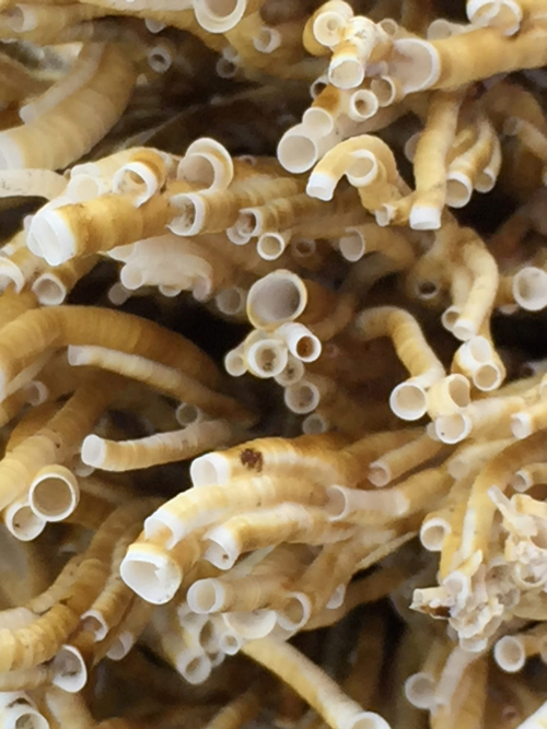 Australian tube worm - image 
