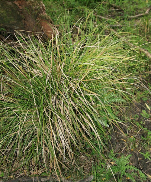 Australian sedge - image 