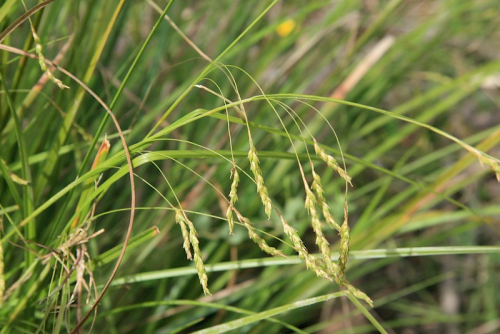 Australian sedge