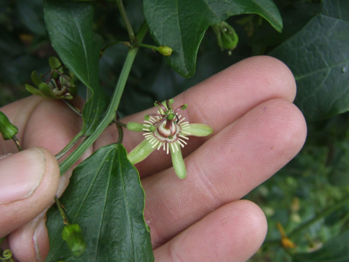 Bat-wing passion flower - image 
