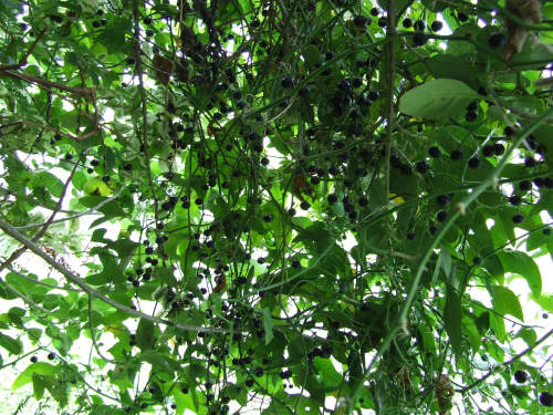 Bat-wing passion flower - image 