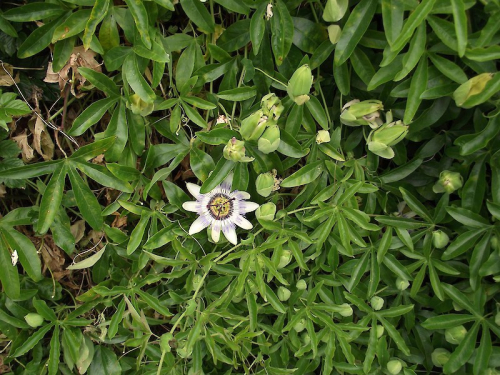 Blue Passionflower - image 