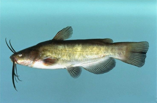 Brown bullhead catfish - image 1