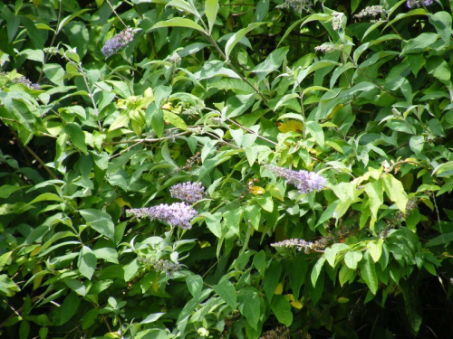 Buddleia