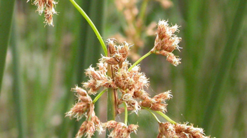 Californian bulrush