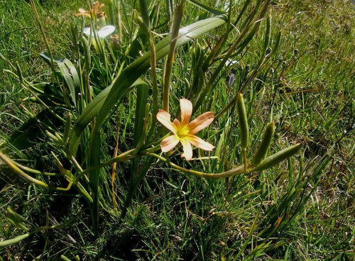 Cape tulip