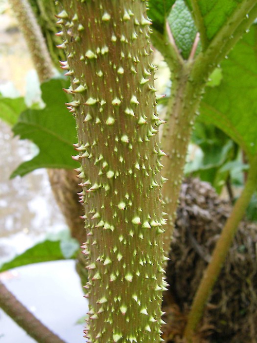 Chilean rhubarb - image 
