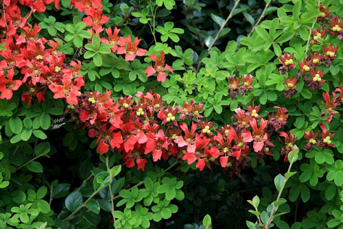 Chilean flame creeper