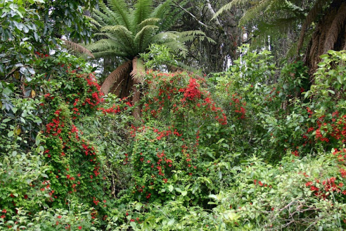 Chilean flame creeper - image 