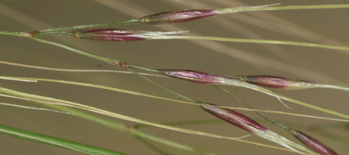 Chilean needle grass
