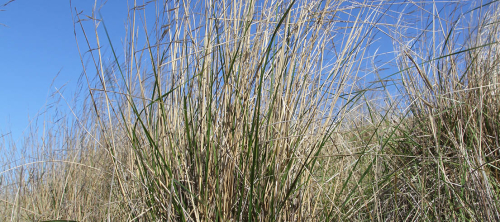 Chilean needle grass - image 