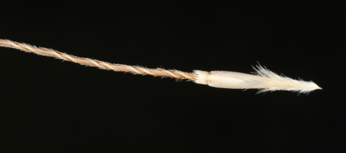 Chilean needle grass - image 