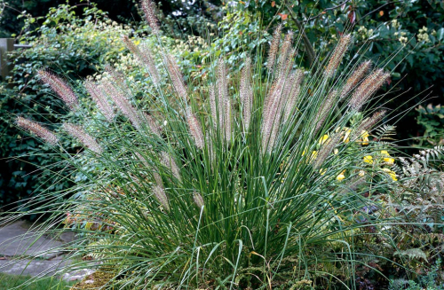 Chinese pennisetum