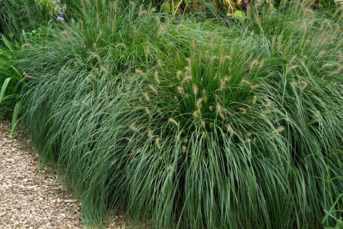 Chinese pennisetum - image 1