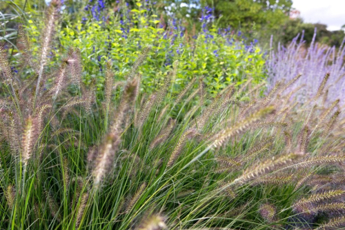Chinese pennisetum - image 