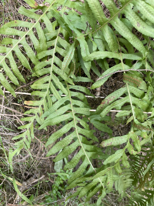 Common polypody