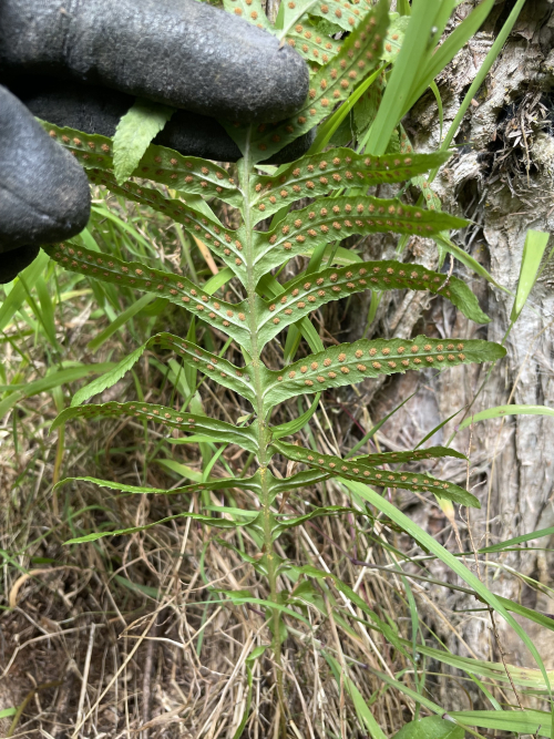 Common polypody - image 