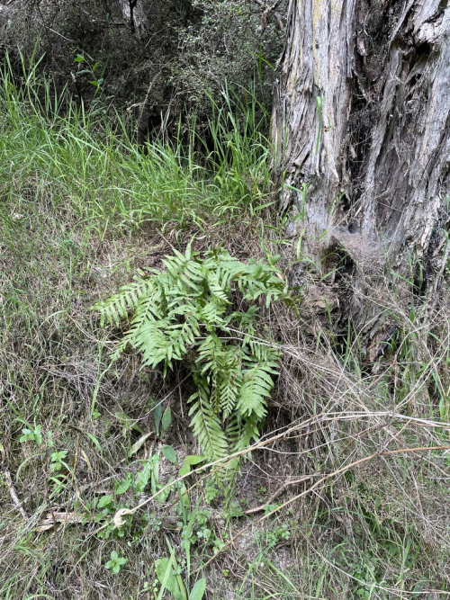 Common polypody - image 