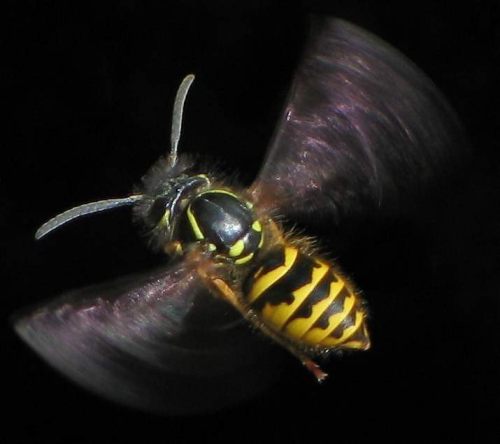 Common wasp - image 