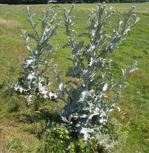 Cotton thistle