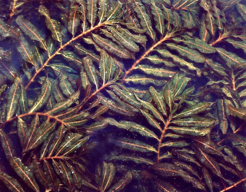 Curled pondweed