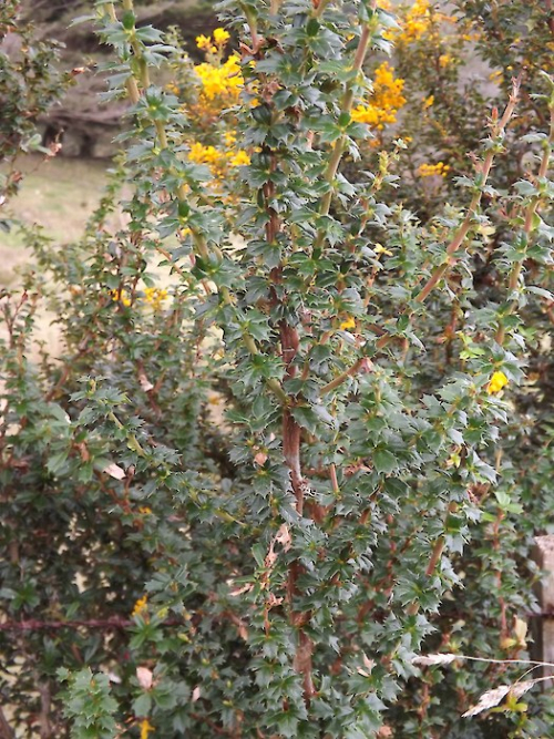 Darwin's barberry - image 