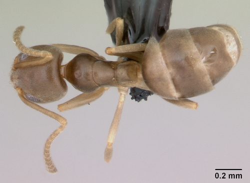 Darwin's ant