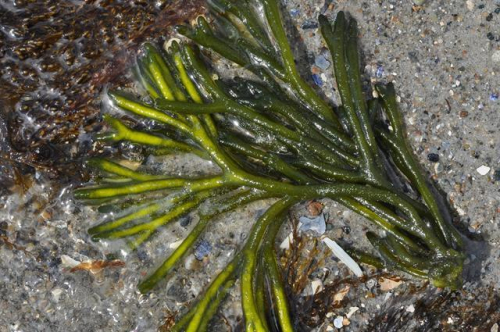 Dead man's fingers